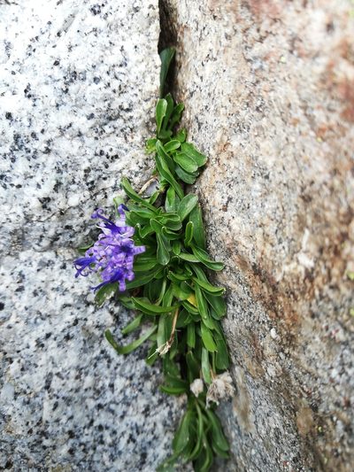 Phyteuma globulariifolium, photographed by Aaron Iemma