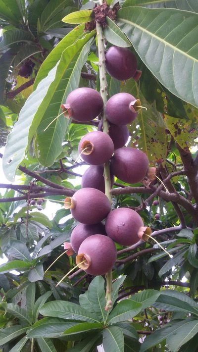 Barringtonia edulis, photographed by Cobi Calyx