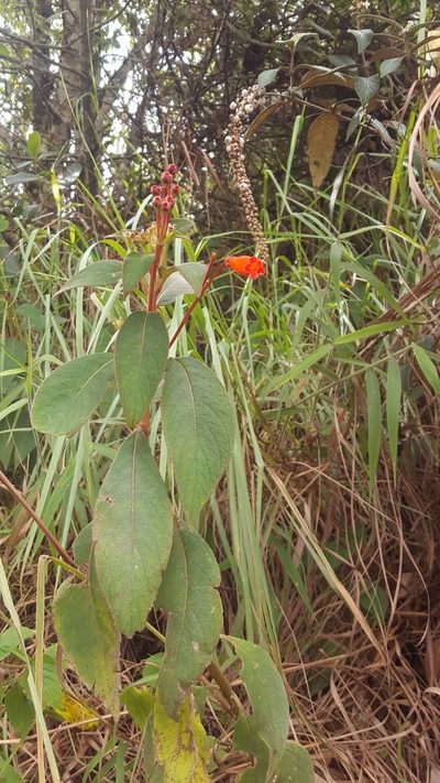 Kohleria trianae, photographed by Steven Bodzin