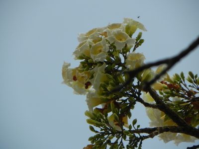 Radermachera xylocarpa, photographed by Geetha Ramaswami