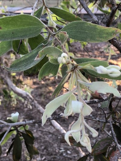 Melaleuca dealbata, photographed by elawrey