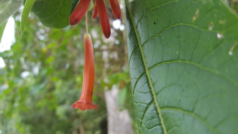 Iochroma fuchsioides, photographed by Steven Bodzin