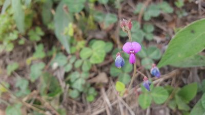 Desmodium molliculum, photographed by Steven Bodzin