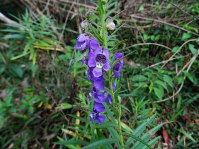 Angelonia angustifolia, photographed by Ajit Ampalakkad