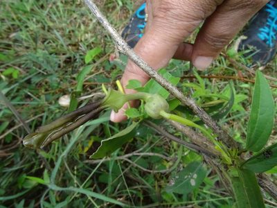 Aristolochia indica, photographed by Ajit Ampalakkad