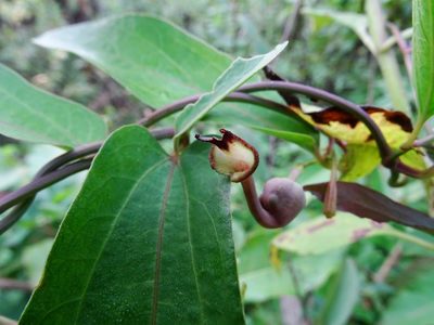 Aristolochia indica, photographed by Ajit Ampalakkad