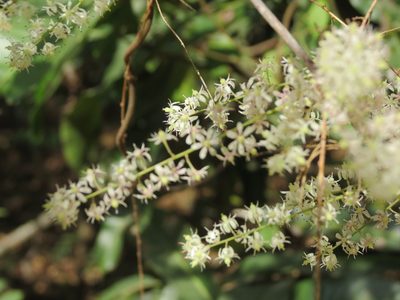 Asparagus racemosus, photographed by Ajit Ampalakkad
