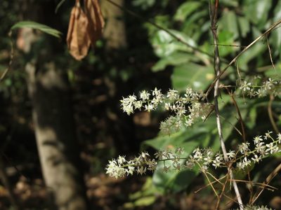 Asparagus racemosus, photographed by Ajit Ampalakkad
