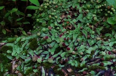 Asterella wallichiana, photographed by Ajit Ampalakkad