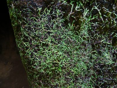 Asterella wallichiana, photographed by Ajit Ampalakkad