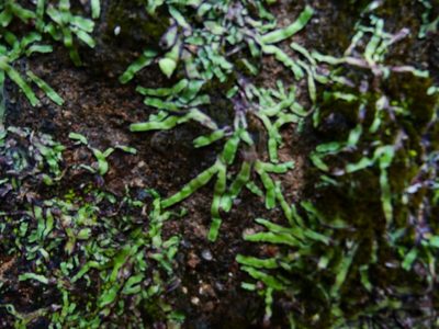 Asterella wallichiana, photographed by Ajit Ampalakkad