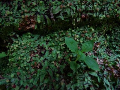 Asterella wallichiana, photographed by Ajit Ampalakkad