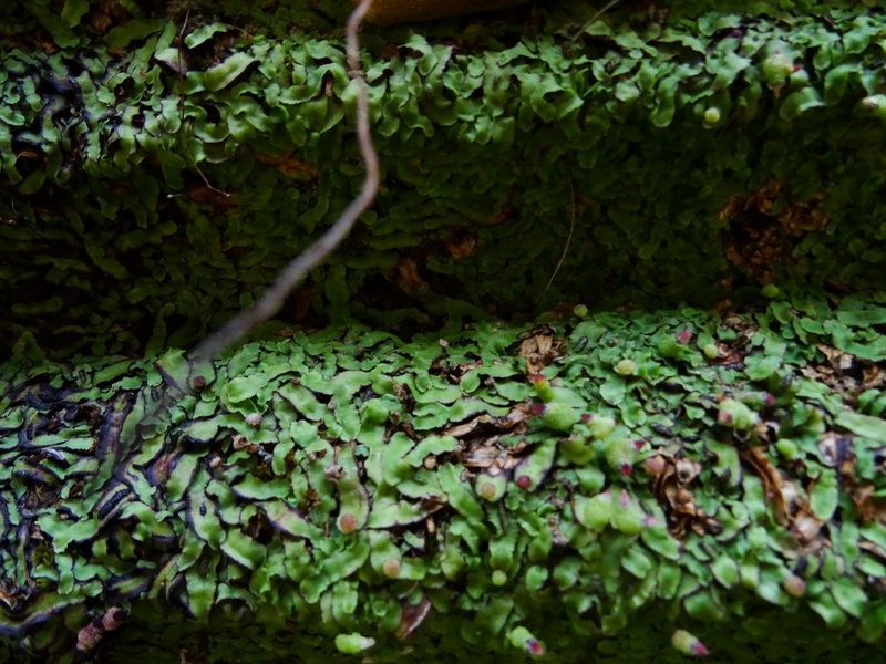 Asterella wallichiana, photographed by Ajit Ampalakkad