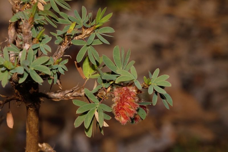Kotschya strobilantha, photographed by i_c_riddell