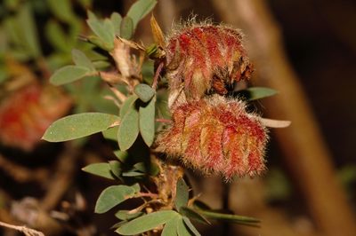 Kotschya strobilantha, photographed by i_c_riddell