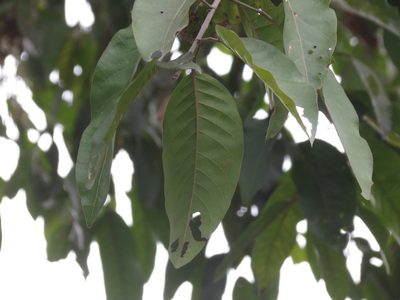 Vatica chinensis, photographed by Ajit Ampalakkad