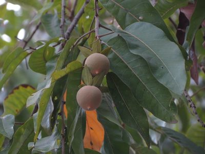 Vatica chinensis, photographed by Ajit Ampalakkad