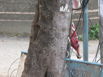 Vatica chinensis, photographed by Ajit Ampalakkad