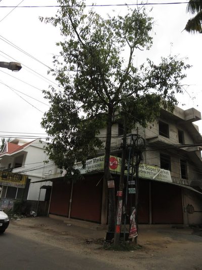 Vatica chinensis, photographed by Ajit Ampalakkad