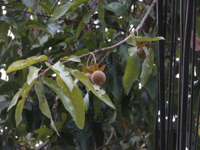 Vatica chinensis, photographed by Ajit Ampalakkad