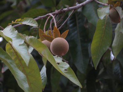 Vatica chinensis, photographed by Ajit Ampalakkad