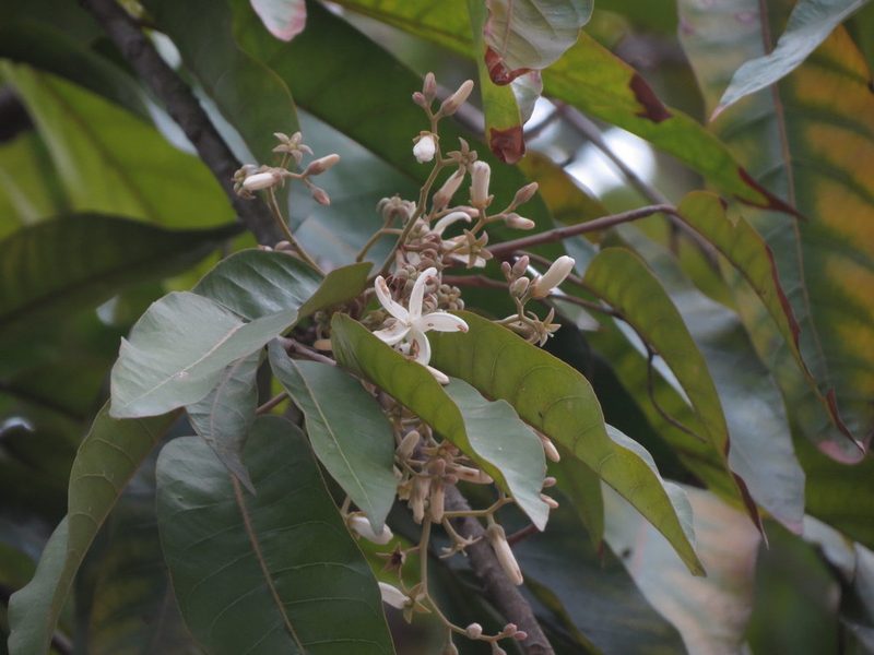 Vatica chinensis, photographed by Ajit Ampalakkad