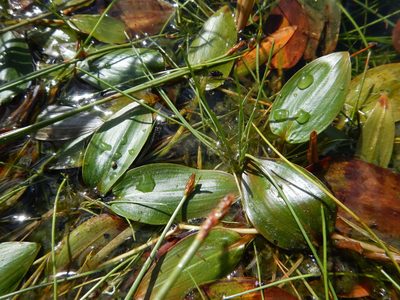 Potamogeton polygonifolius, photographed by Duarte Frade
