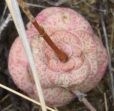 Crassula hemisphaerica, photographed by Nicola van Berkel