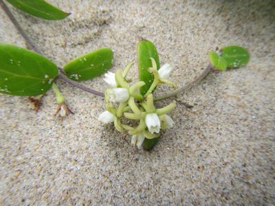Cynanchum natalitium, photographed by douglaseustonbrown