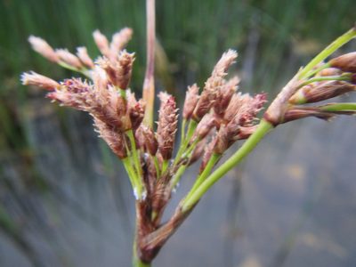 Schoenoplectus scirpoides, photographed by douglaseustonbrown