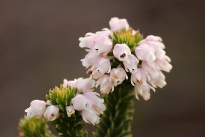 Erica pulvinata, photographed by Karen Eichholz