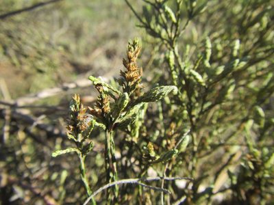 Stoebe gracilis, photographed by douglaseustonbrown
