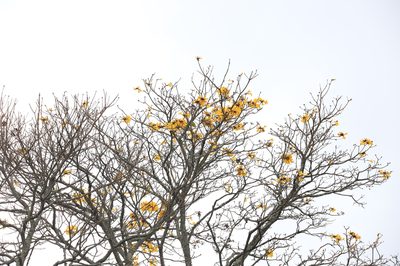Handroanthus chrysanthus, photographed by Steven Bodzin