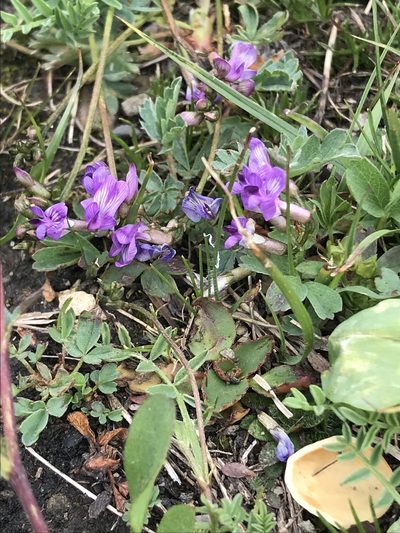 Astragalus bourgovii, photographed by Northcut