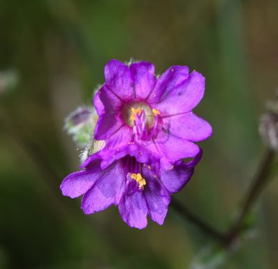 Mirabilis melanotricha, photographed by Don Loarie