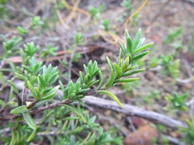 Pteronia hirsuta, photographed by douglaseustonbrown