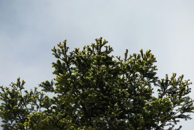 Abies jaliscana, photographed by Dante S. Figueroa