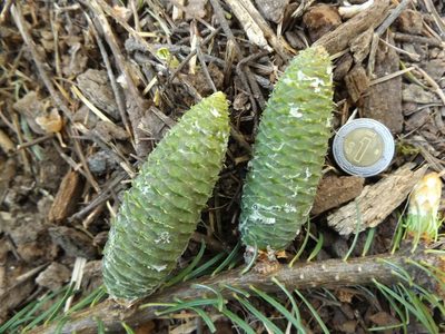 Abies jaliscana