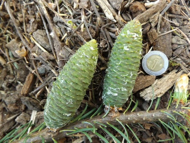 Abies jaliscana, photographed by Dante S. Figueroa