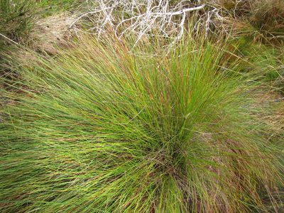Schoenus gracillimus, photographed by douglaseustonbrown
