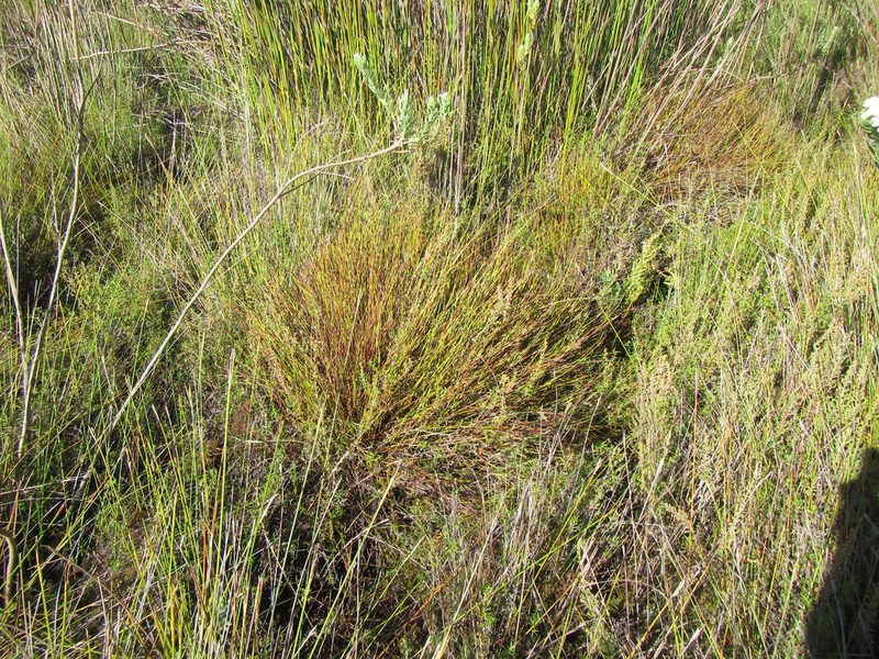 Soroveta ambigua, photographed by douglaseustonbrown