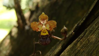 Trichocentrum lindenii, photographed by Victor De la Cruz