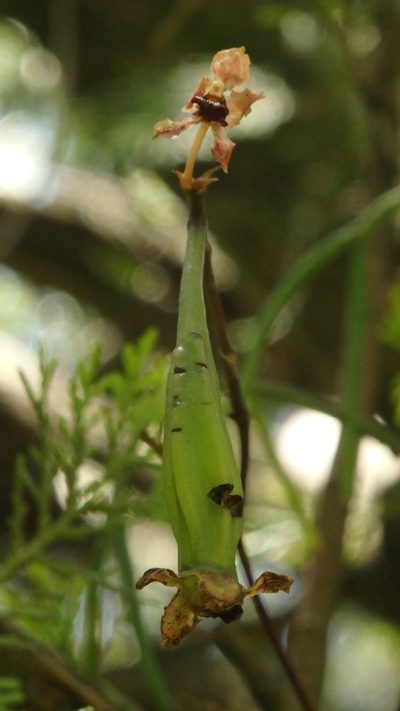 Trichocentrum lindenii, photographed by Victor De la Cruz