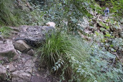 Carex lancea, photographed by Tony Rebelo
