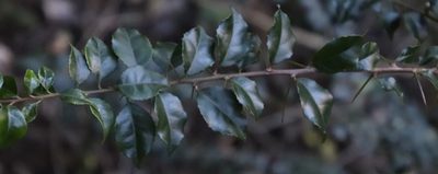 Scolopia mundii, photographed by Tony Rebelo