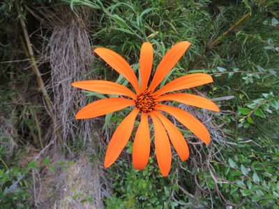 Mutisia decurrens, photographed by Diego Carús
