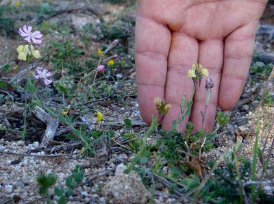 Linaria flava, photographed by Peter de Lange