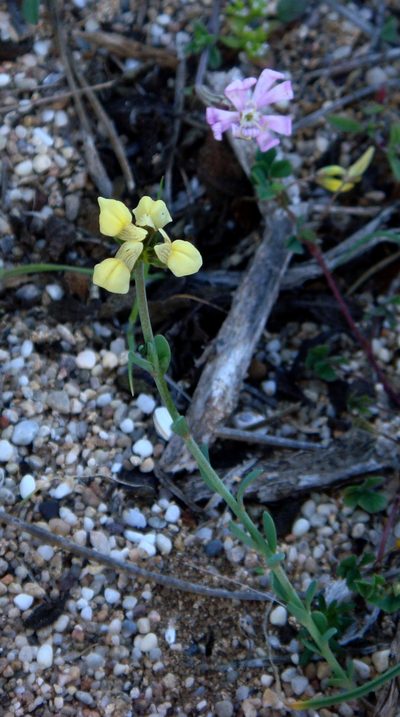 Linaria flava, photographed by Peter de Lange