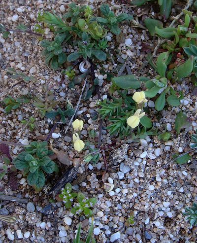 Linaria flava, photographed by Peter de Lange