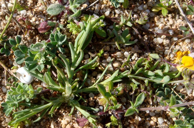 Linaria flava, photographed by Peter de Lange